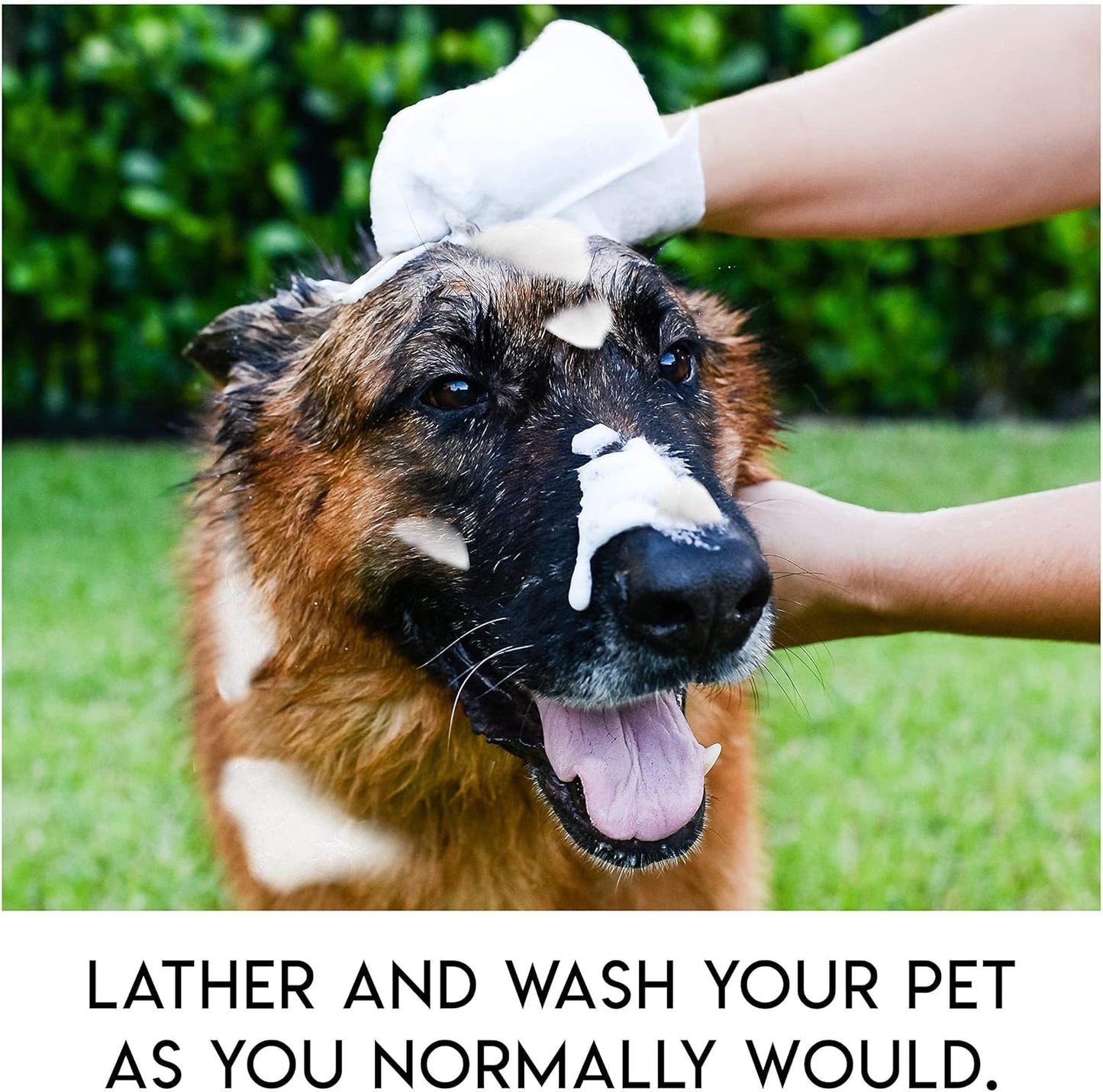 🔥Last Day Sale 49% OFF🔥Rinse-Free Dog Shampoo Mitts – Hypoallergenic Pet Bath Wipes, 6 Packs